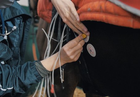 Mithilfe eines EKGs wurde gleichzeitig das Herz untersucht. Foto: Thomas Suchanek/Vetmeduni