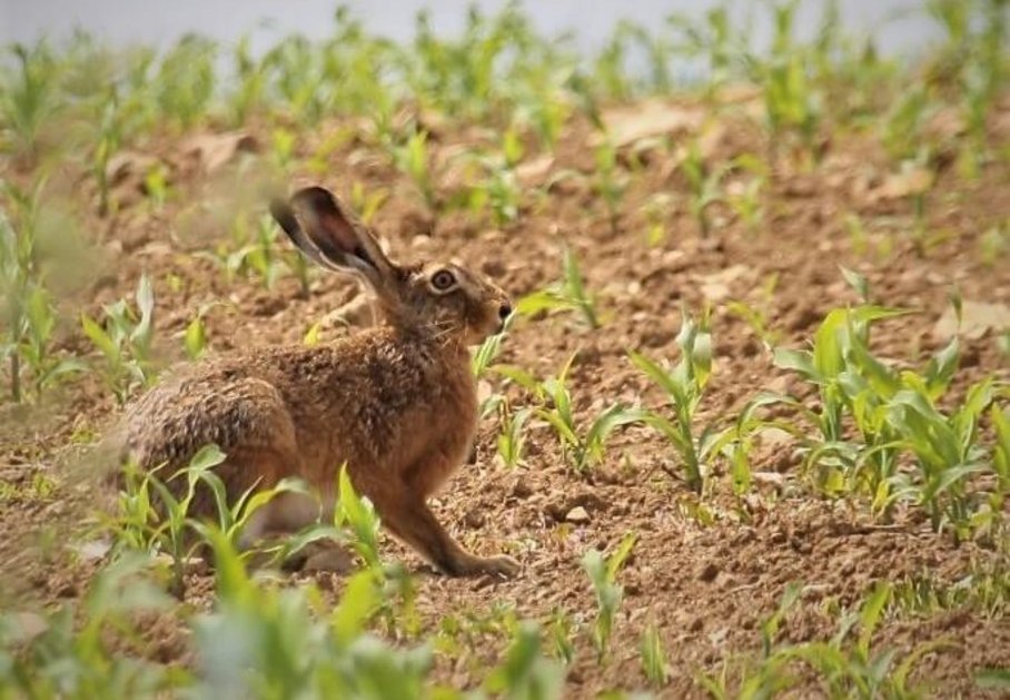 Brown Hare in Cornfield