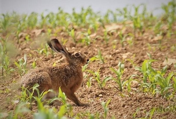 Brown Hare in Cornfield