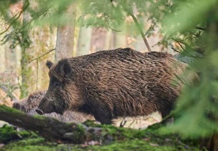A wild boar in the woods