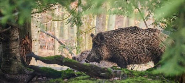 A wild boar in the woods