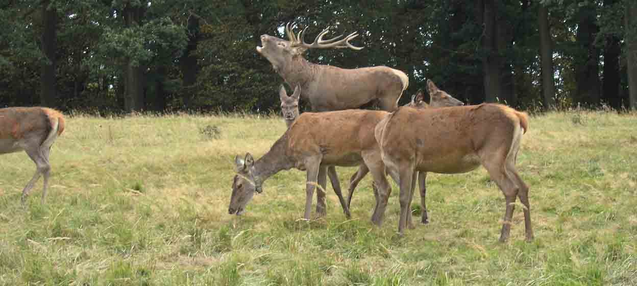 Red deer Stag with herd