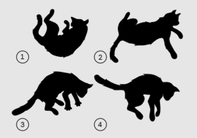 Gyroskopische Drehung bei Katzen. Illustration: Matthias Moser/Vetmeduni
