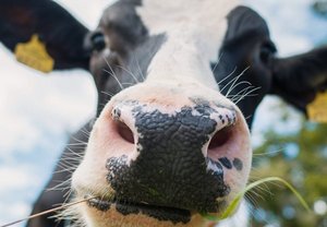 Kopf einer Kuh, Foto: Schutterstock