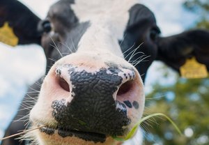 Kopf einer Kuh, Foto: Schutterstock