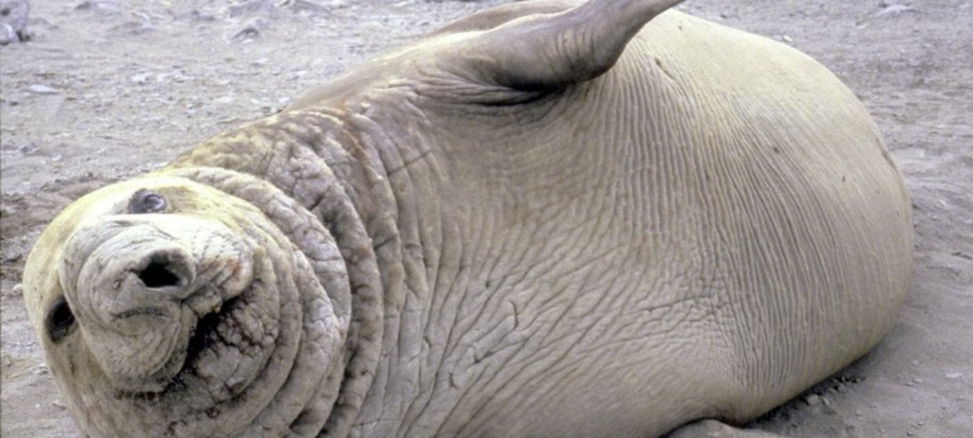 Südlicher See-Elefant (gemeinfreies Foto der US Regierung, Wikimedia Commons)
