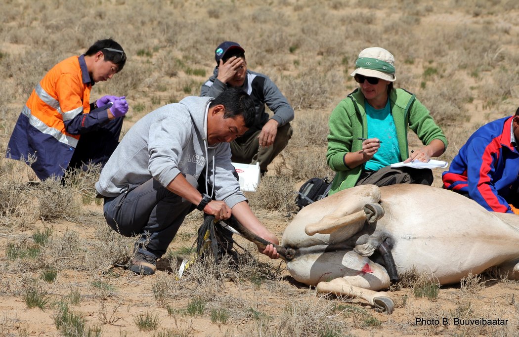 Photo of measuring tail lenght