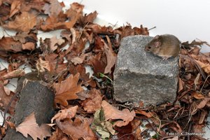 Hausmäuse im Labor