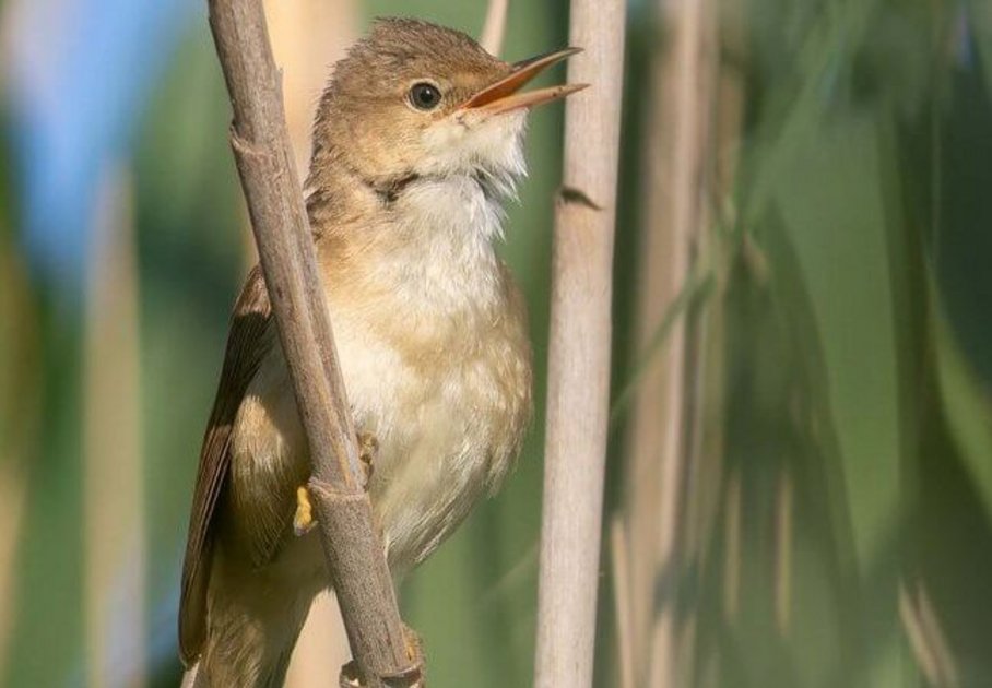 Ein Teichrohrsänger (Vogel) mit leicht offenem Schnabel