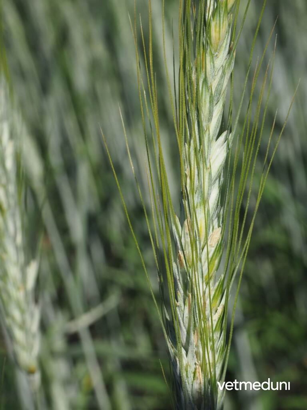 Triticale