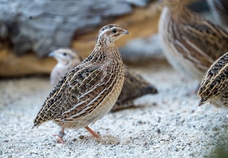 Wachtel-Variationen: Je nachdem, wie Jungvögel aufwachsen, können sie später im Leben widerstandsfähiger gegen Herausforderungen werden. 