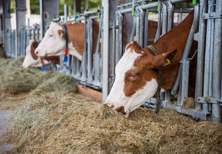 Hohe Temperaturen draußen und im Stall können auch bei Kühen in Österreich zu Hitzestress führen. Foto: Thomas Suchanek/Vetmeduni 