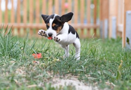 Spielender Welpen in der Wiese