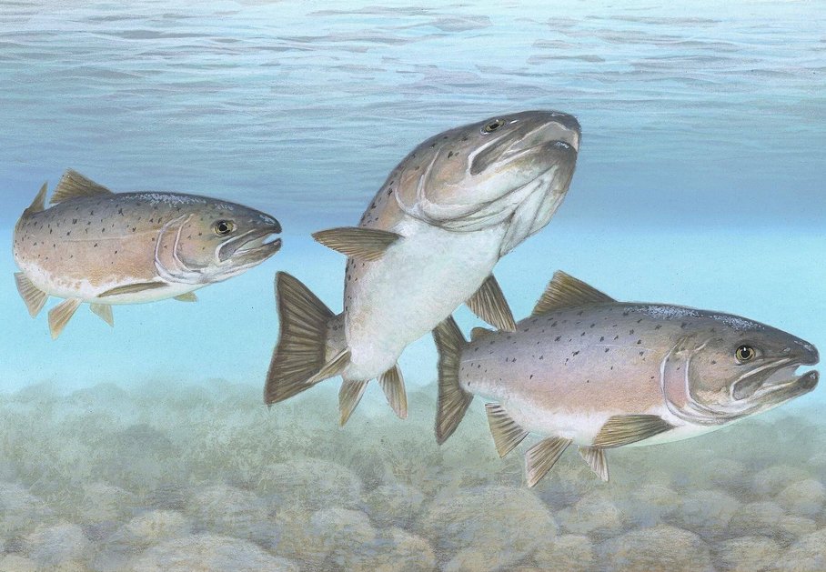 Illustration of 3 Atlantic salmon by Timothy Knepp, US Fish- and Wildlife Service