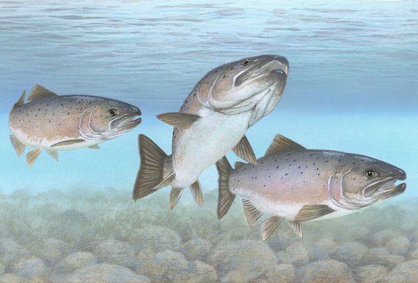 Illustration von 3 Atlantischen Lachsen von Timothy Knepp, US Fish- and Wildlife Service