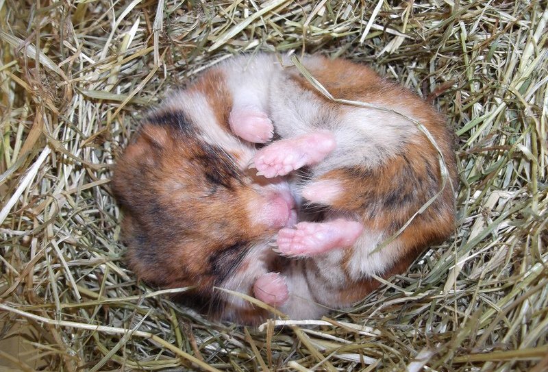 Hamster im Winterschlaf