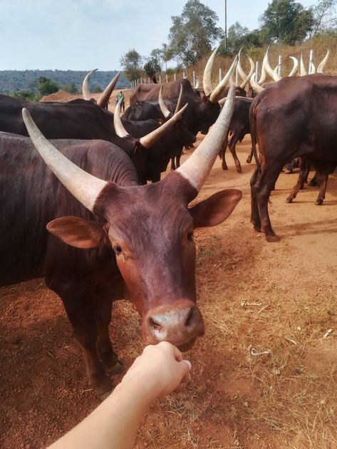 Auf Tuchfühlung mit ruandischen Ankole-Rindern. Foto © Tamara Huber