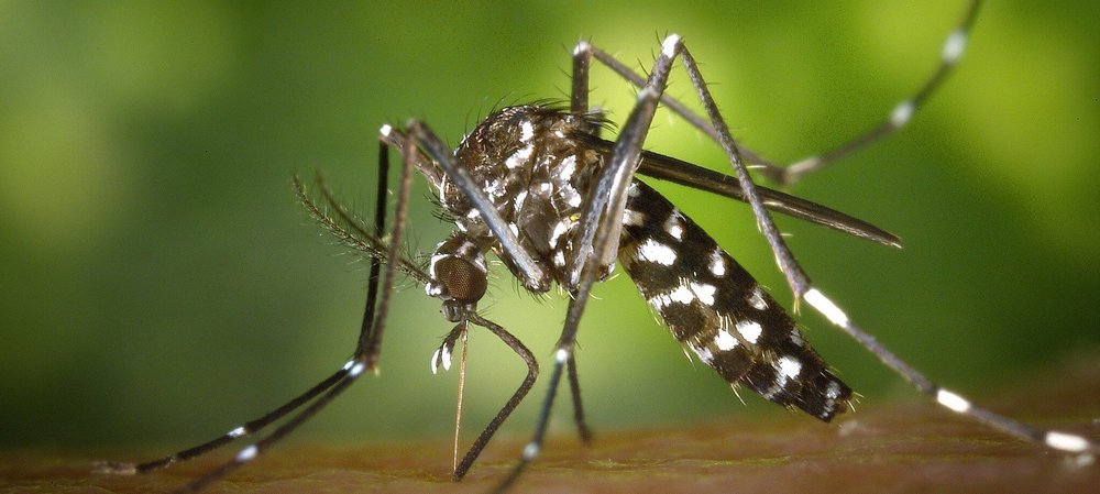 Tigermücke (Aedes albopictus), Foto © J.Gathany/CDC