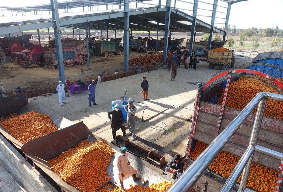 Pakistan zählt zu den wichtigsten Exporteuren von Zitrusfrüchten, Mangos und Äpfeln
