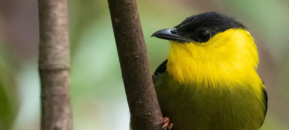 Manakin, Photo: T. Parsons