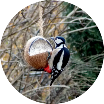 Great Spotted Woodpecker © menita/pixabay.com