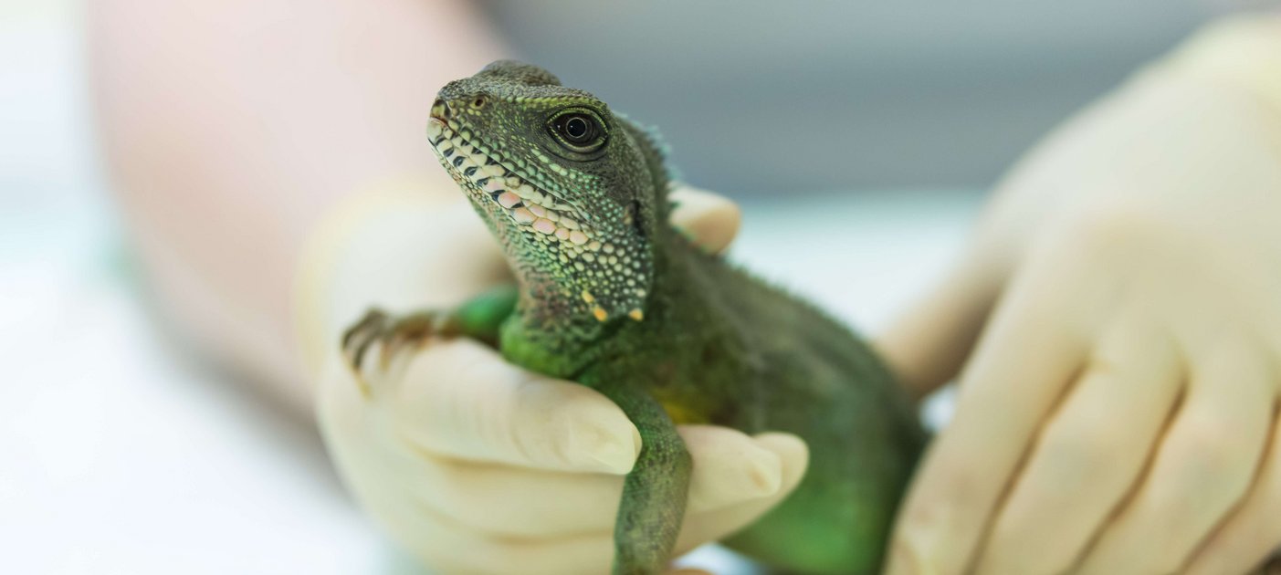 Nicht mehr in Not: Das Grüne Wasserdrachen-Weibchen Nessy litt unter einer Legenot, überstand den chirurgischen Eingriff aber sehr gut. Foto: Michael Bernkopf/Vetmeduni