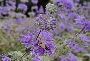 Lila Blume mit Biene