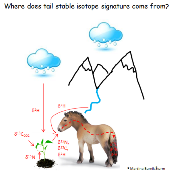 Graphic "Where does the stable isotope signature come from?"