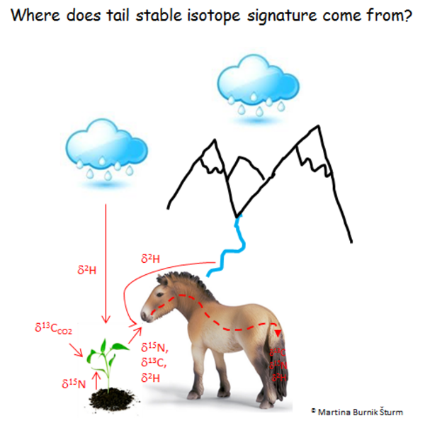 Grafik "Woher kommt die stabile Isotopensignatur?"