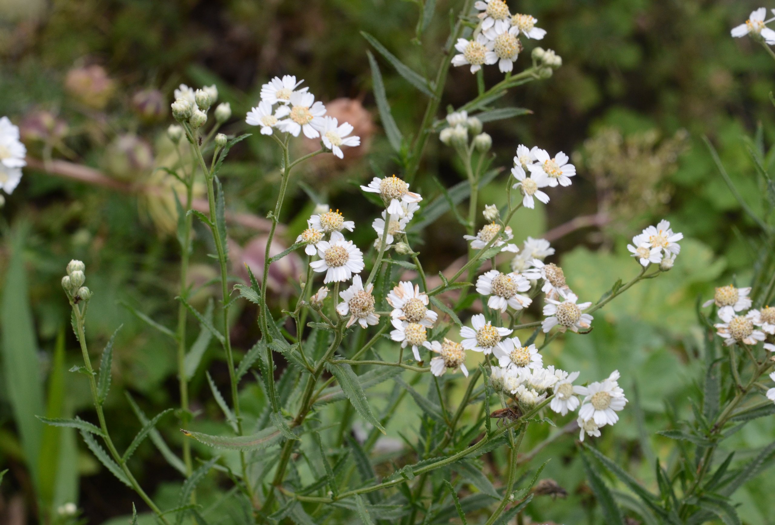 Vetmeduni Schafgarbe, Sumpf