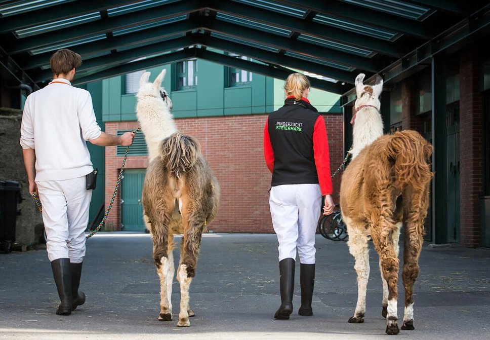 Lamas am Campus der Vetmeduni