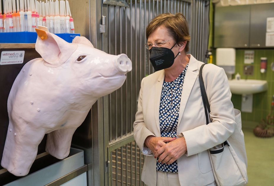 Doris Schmidauer besichtigte u.a. die Universitätsklinik für Schweine am Campus der Vetmeduni. Foto: Thomas Suchanek/Vetmeduni
