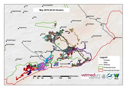 Map of Khulan movements in May 2019