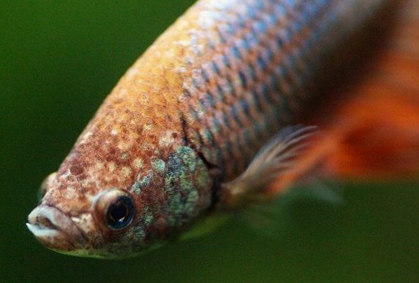 Betta splendens