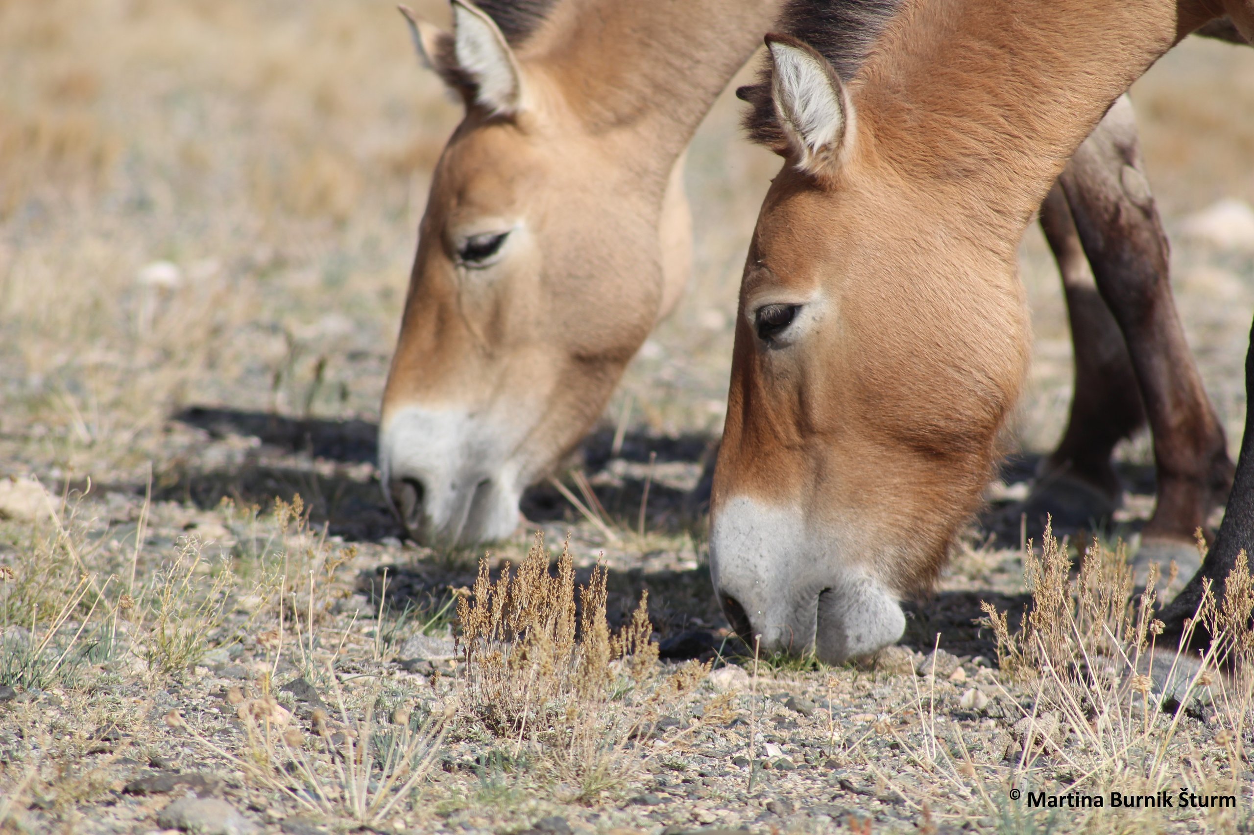 Foto zeigt Przewalskipferde beim Fressen von Stipa sp.