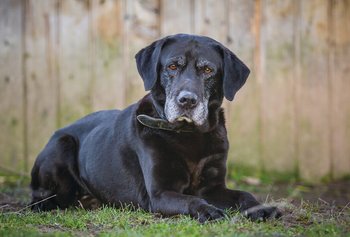 old dog lying