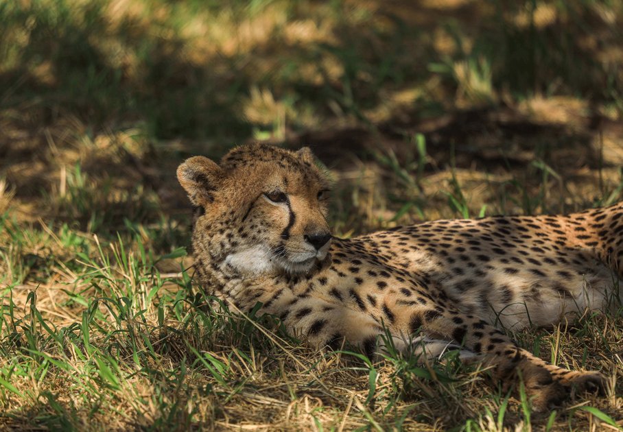 Ruhender Gepard / Resting cheetah