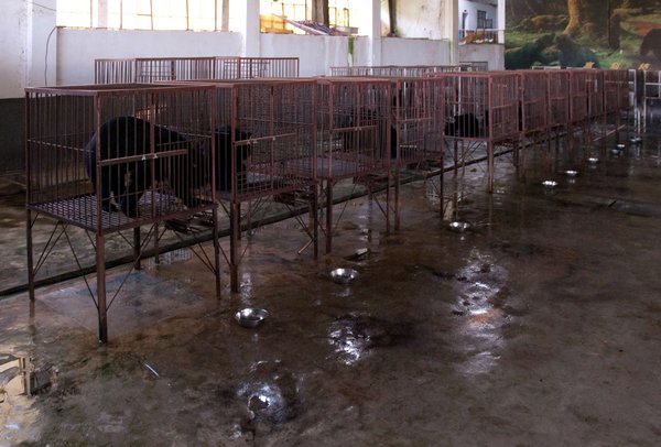 Gallenblasen werden auf einer Bärenfarm in Südostasien angezapft/Sun bear bile extraction in a South-East Asian bear farm