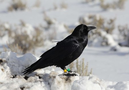 Dieser Rabe wurde vom Forschungsteam mit einem GPS-Rucksack ausgestattet, der hier an der Antenne zu erkennen ist.
