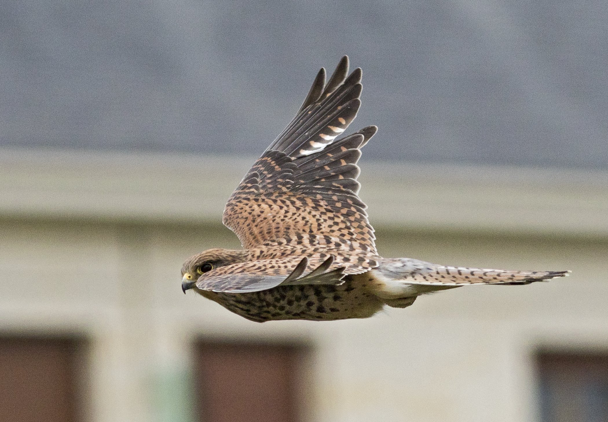 kestrel in flight