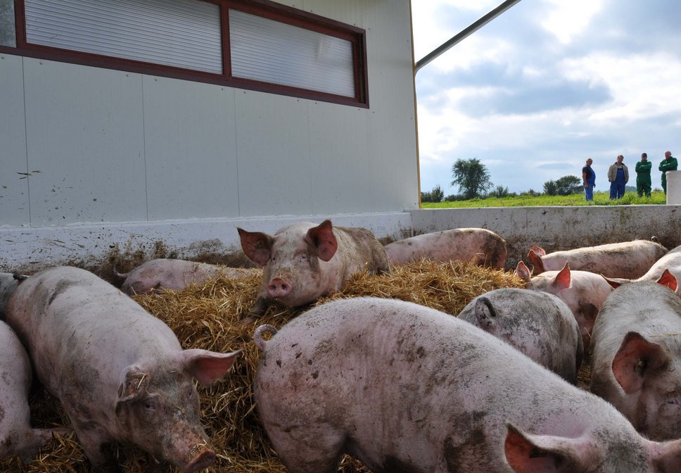 Schweine im Auslauf, Foto: J. Baumgartner