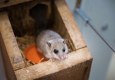 Belohnung. Bei Erfolg wartet auf die Siebenschläfer immer eine Leckerei. Foto: Thomas Suchanek/Vetmeduni