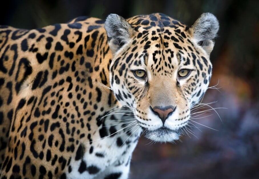 Ein Jaguar von vorne