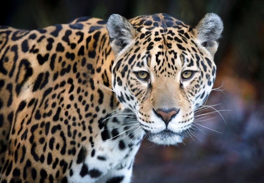 Ein Jaguar von vorne