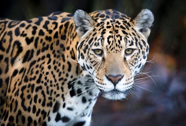 Der Kopg eines Jaguars