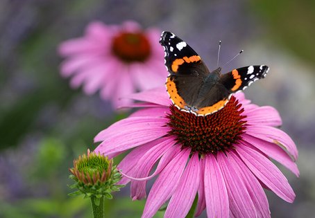 Sonnenhut mit Schmetterling, Foto: Ira Hilger, Adobe