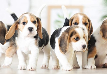 Beaglewelpen