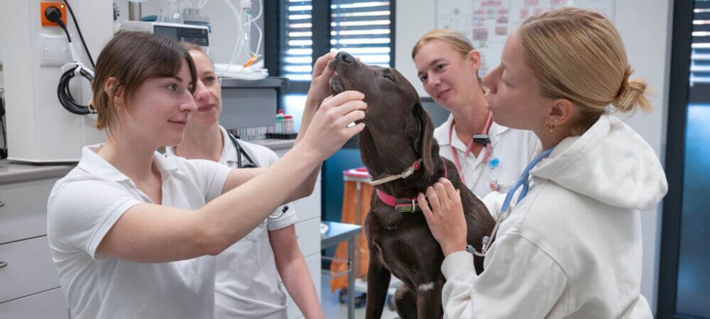Studierende in der Lehrambulanz der Kleintierklinik
