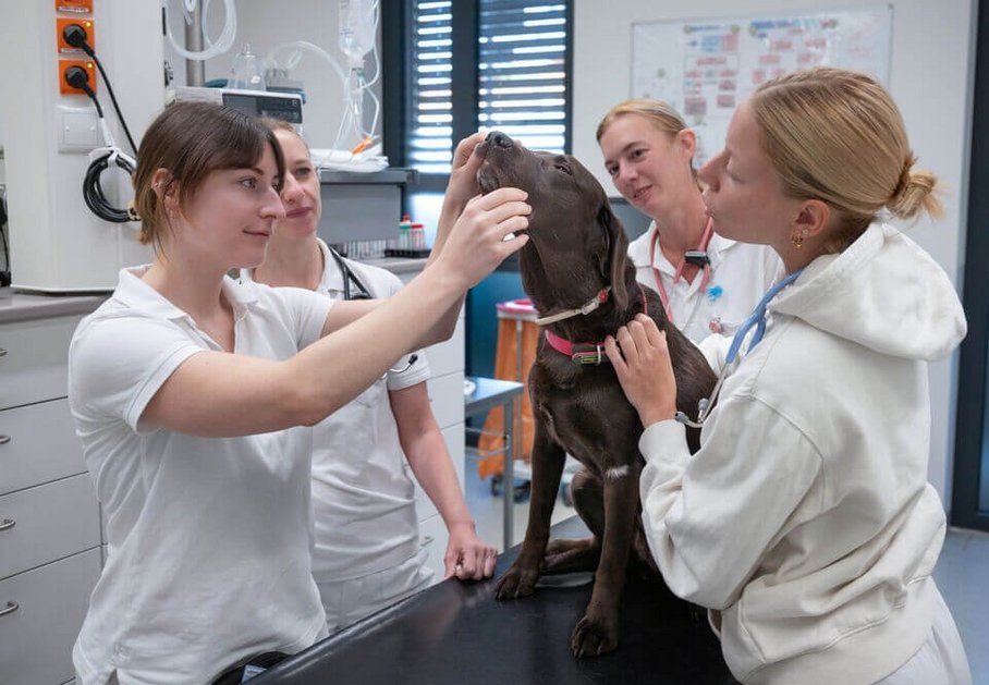 Studierende untersuchen einen Hund