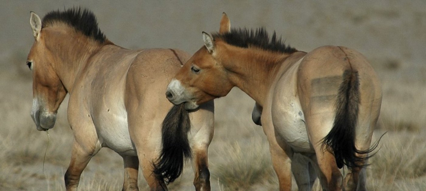 Photo von einem Przewalskipferd, das ein anderes in den Schwanz beißt
